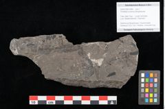 Foto (Objekt + Etikett) von Thinfeldia lunzensis Ettingshausen (NHMW-GEO-2024-0188-10589)